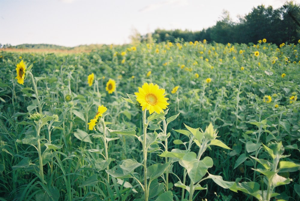 a large field of sunflowers with a sky background