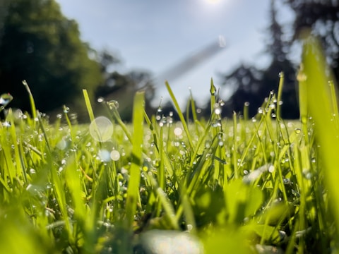 Close-up of a sparkling clean patio with morning dew.