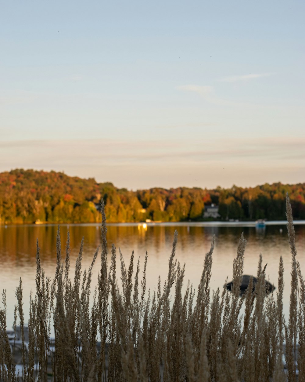 a body of water surrounded by tall grass