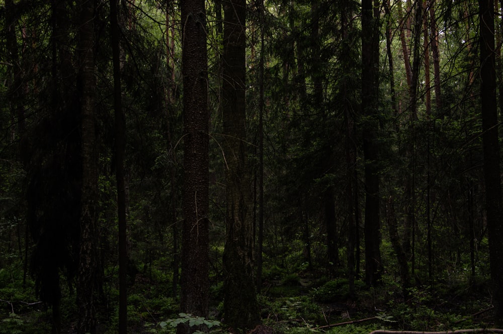 a forest filled with lots of tall trees