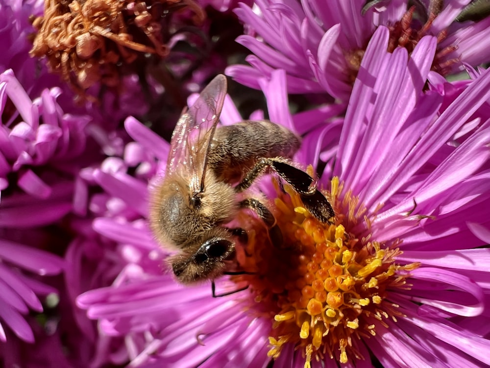 a couple of bees are on a purple flower