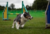 A focused dog trainer guiding a border collie through an agility course outdoors.