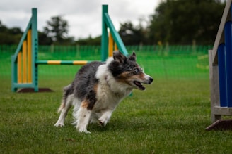 A border collie in motion on a grassy field with agility obstacles in the background. The dog appears focused and energetic, displaying a tricolored coat. The agility course includes hurdles and frames, highlighted by green and yellow colors.