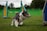 A border collie in motion on a grassy field with agility obstacles in the background. The dog appears focused and energetic, displaying a tricolored coat. The agility course includes hurdles and frames, highlighted by green and yellow colors.