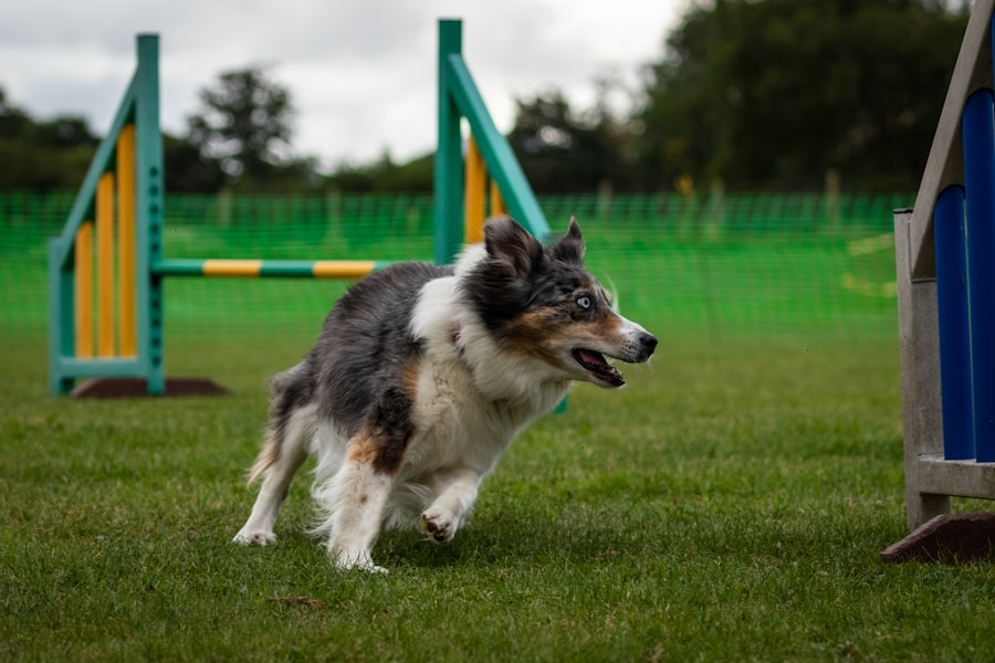 Dog Agility for Beginners: How to Get Started in the UK