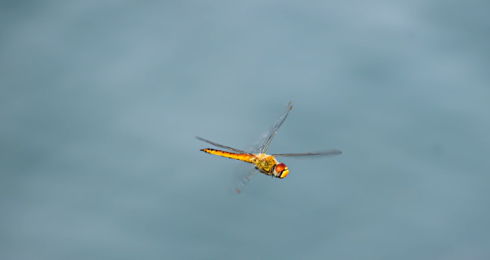 a yellow and black dragon flys through the air