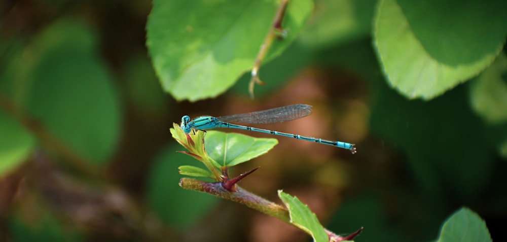 a blue dragonfly sitting on top of a green plant