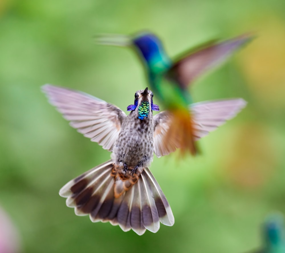 a hummingbird flying next to a hummingbird on a flower