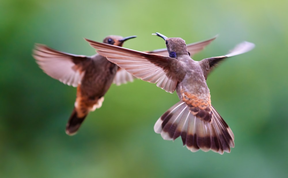 a couple of birds flying next to each other