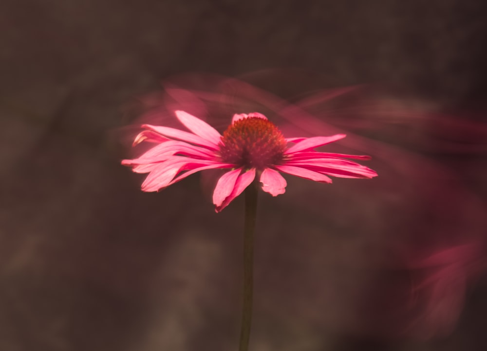 a pink flower with a blurry background