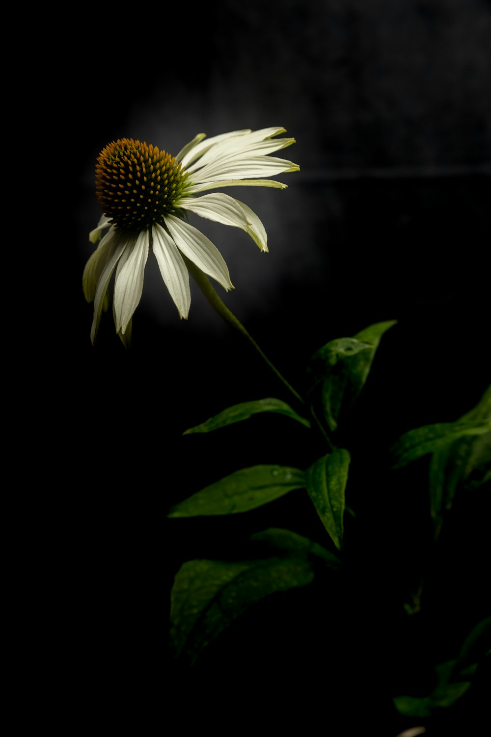 a single white flower with green leaves on a black background