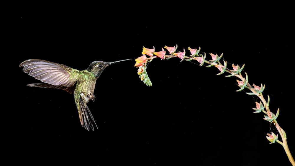 a hummingbird flying towards a flower on a black background