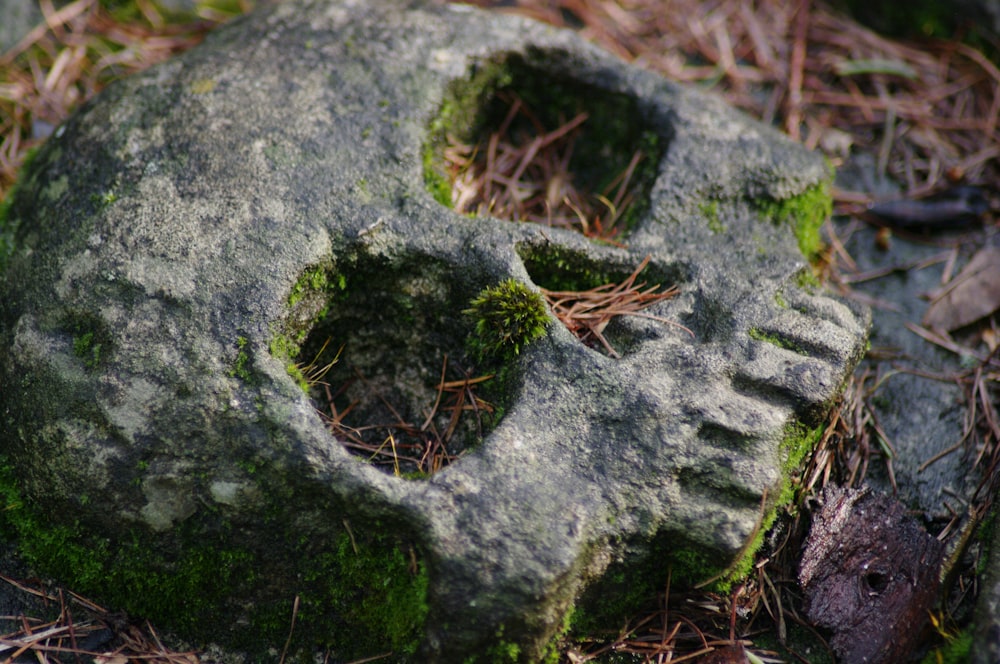 a rock with moss growing on it in the woods