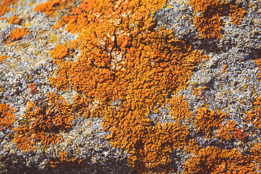 a close up of a rock covered in lichen