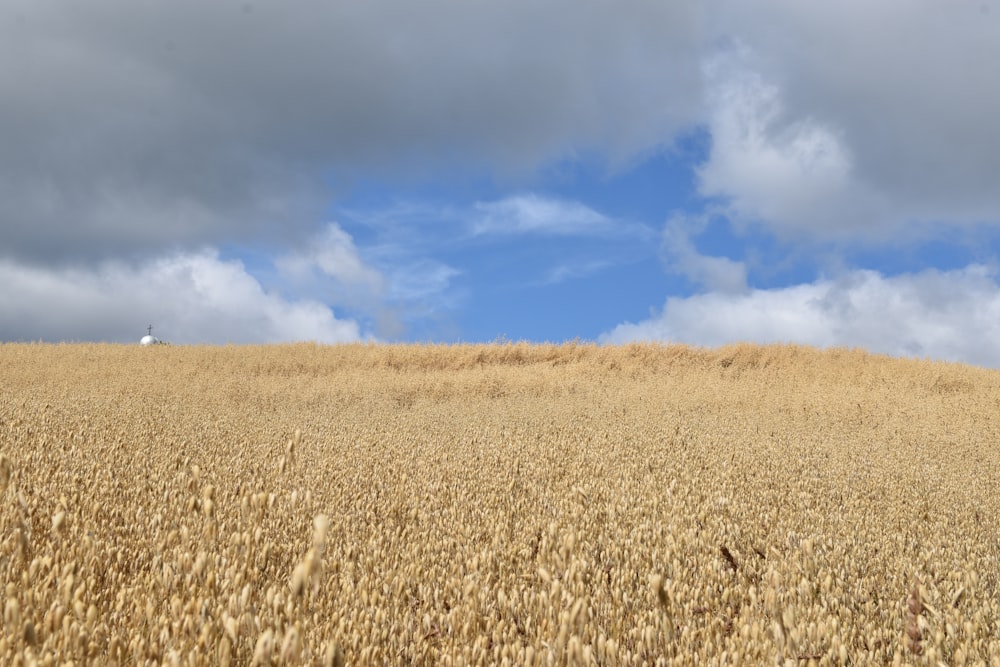 a field of wheat under a cloudy blue sky