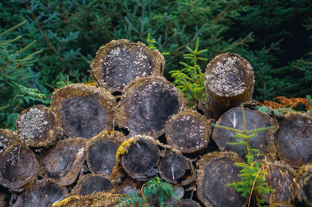 a pile of cut down trees in a forest