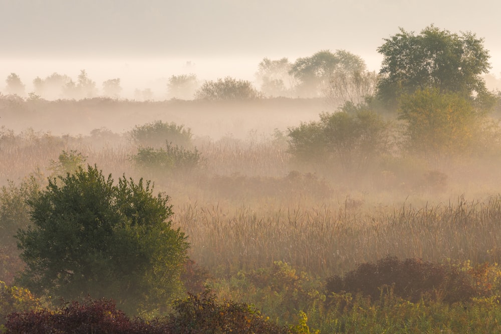 a foggy field with trees and bushes in the foreground