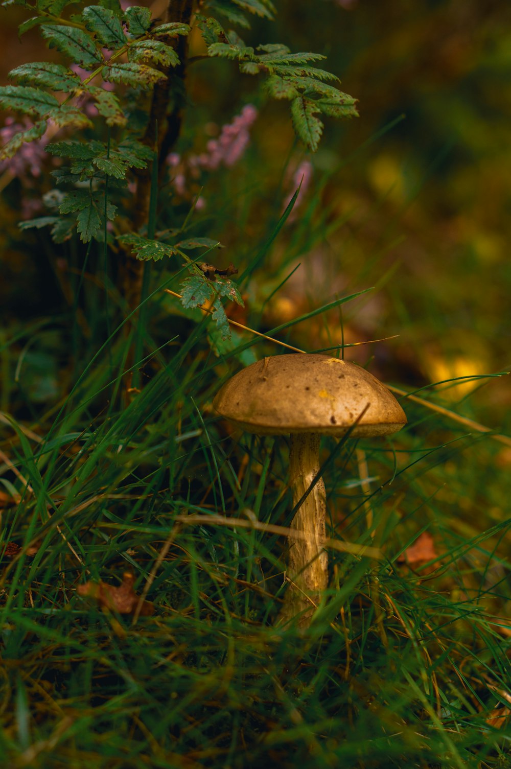 a mushroom sitting in the grass next to a tree
