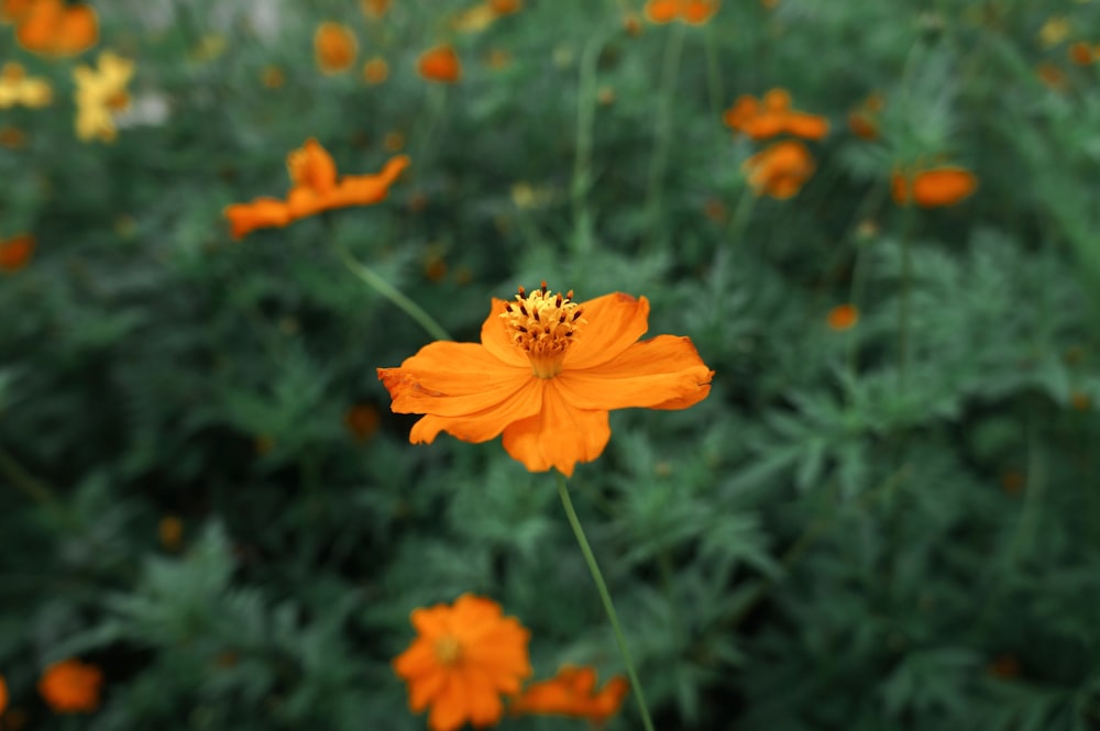 a close up of an orange flower in a field