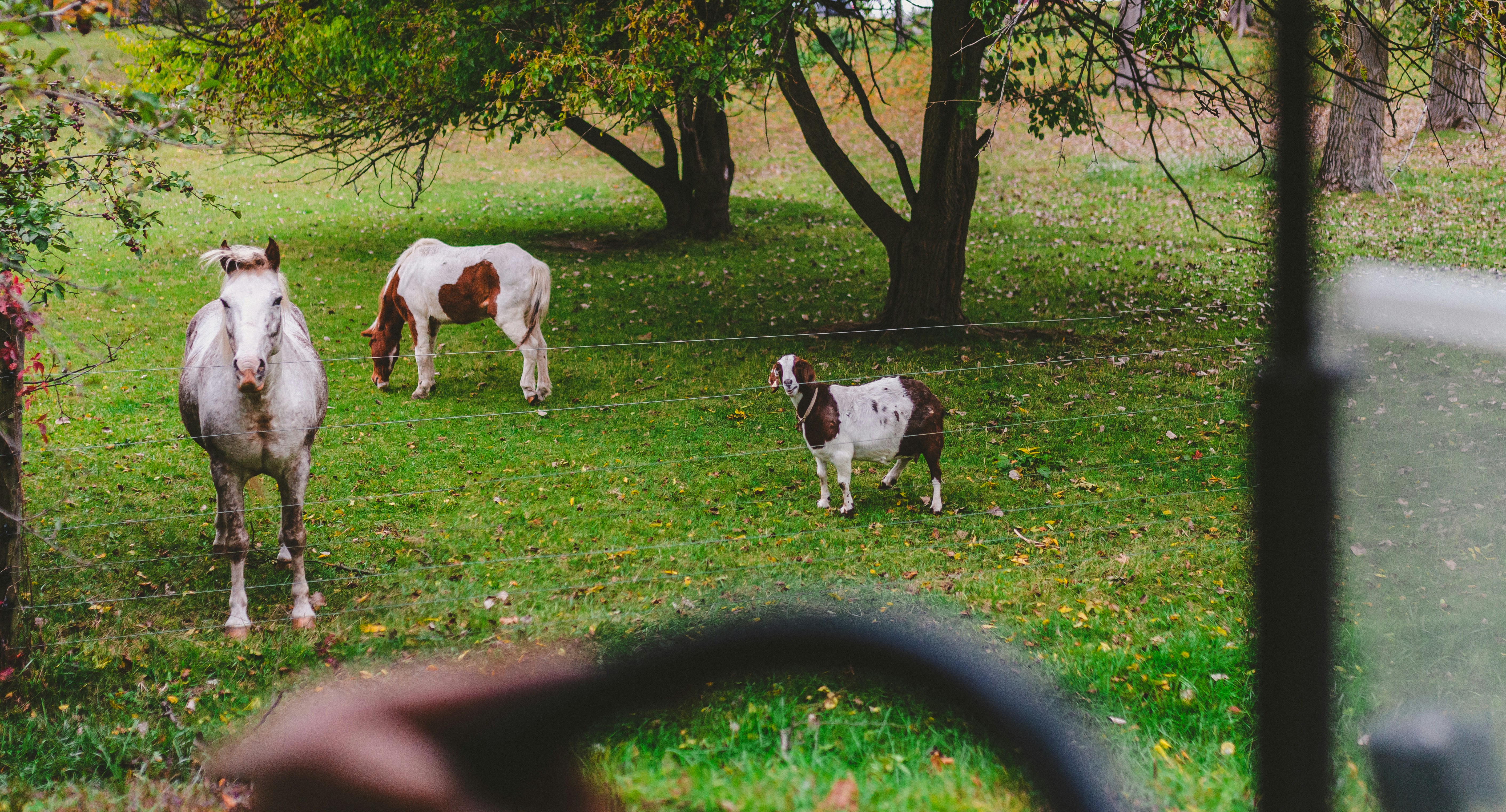 um grupo de cavalos em pé no topo de um campo verde exuberante