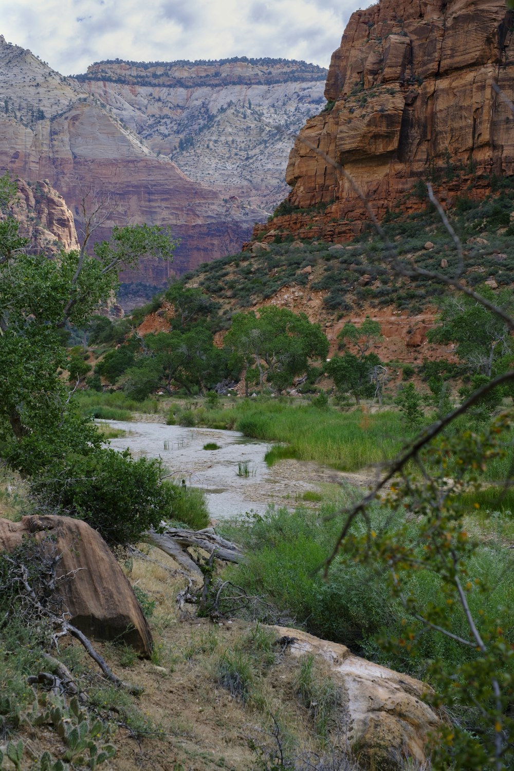 a river running through a lush green forest