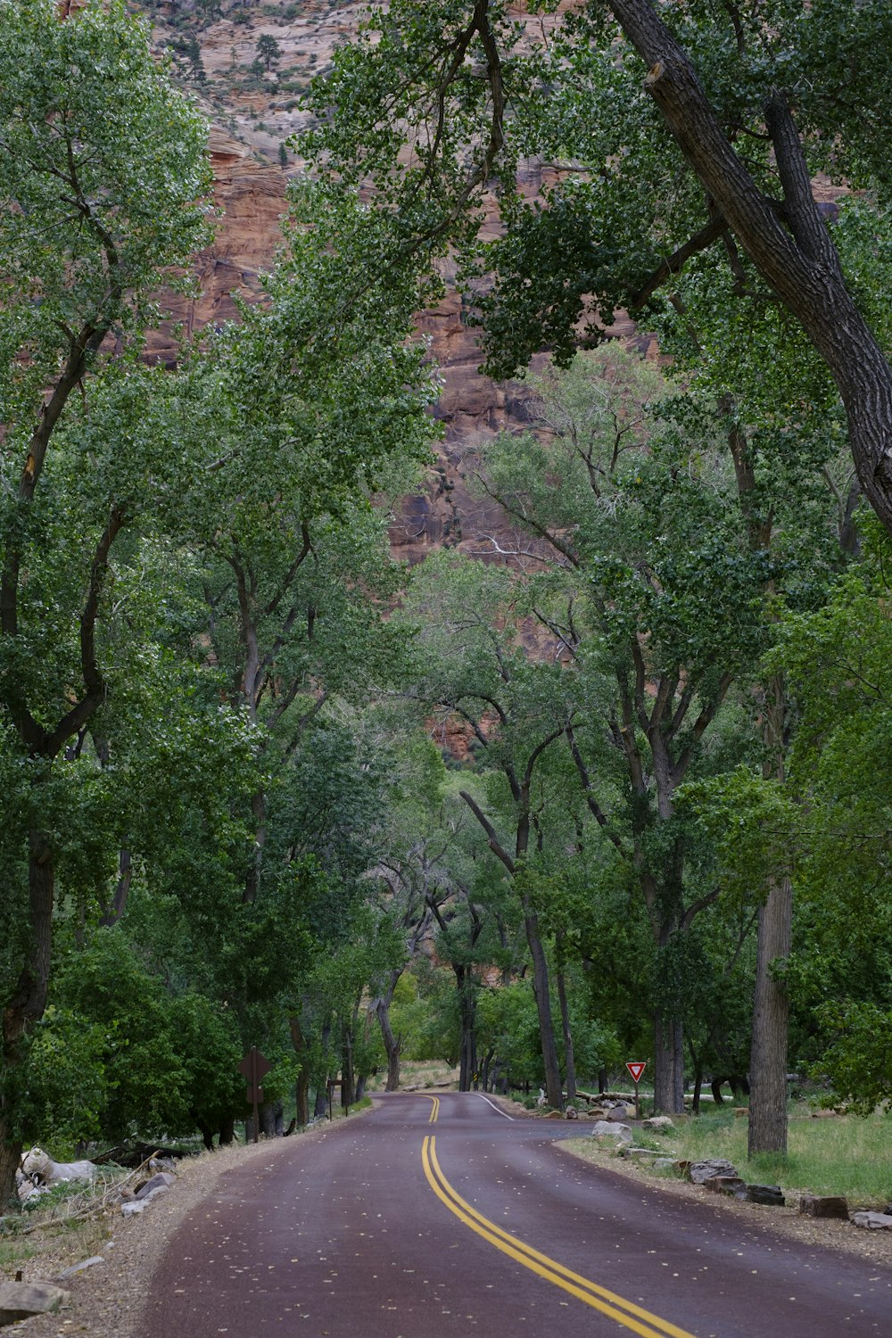 an empty road surrounded by trees with a mountain in the background