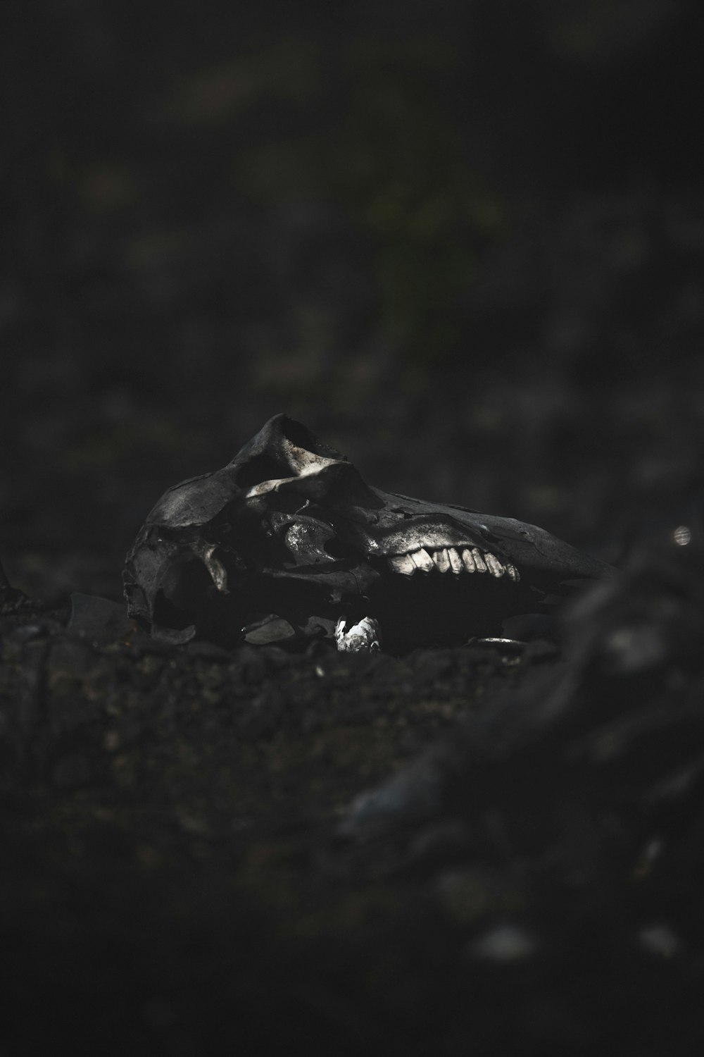 a black and white photo of an animal skull