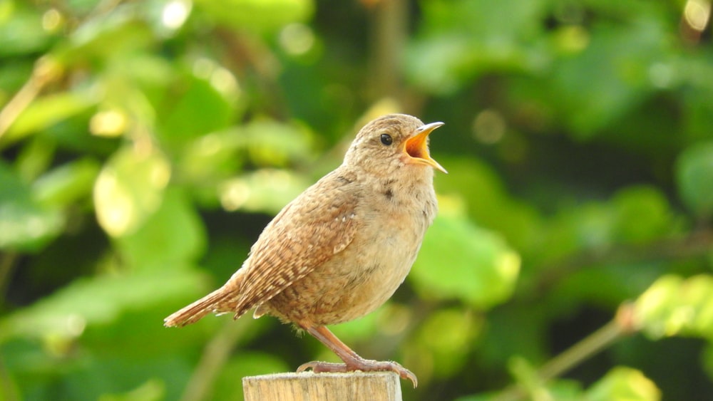 a small bird sitting on top of a wooden post