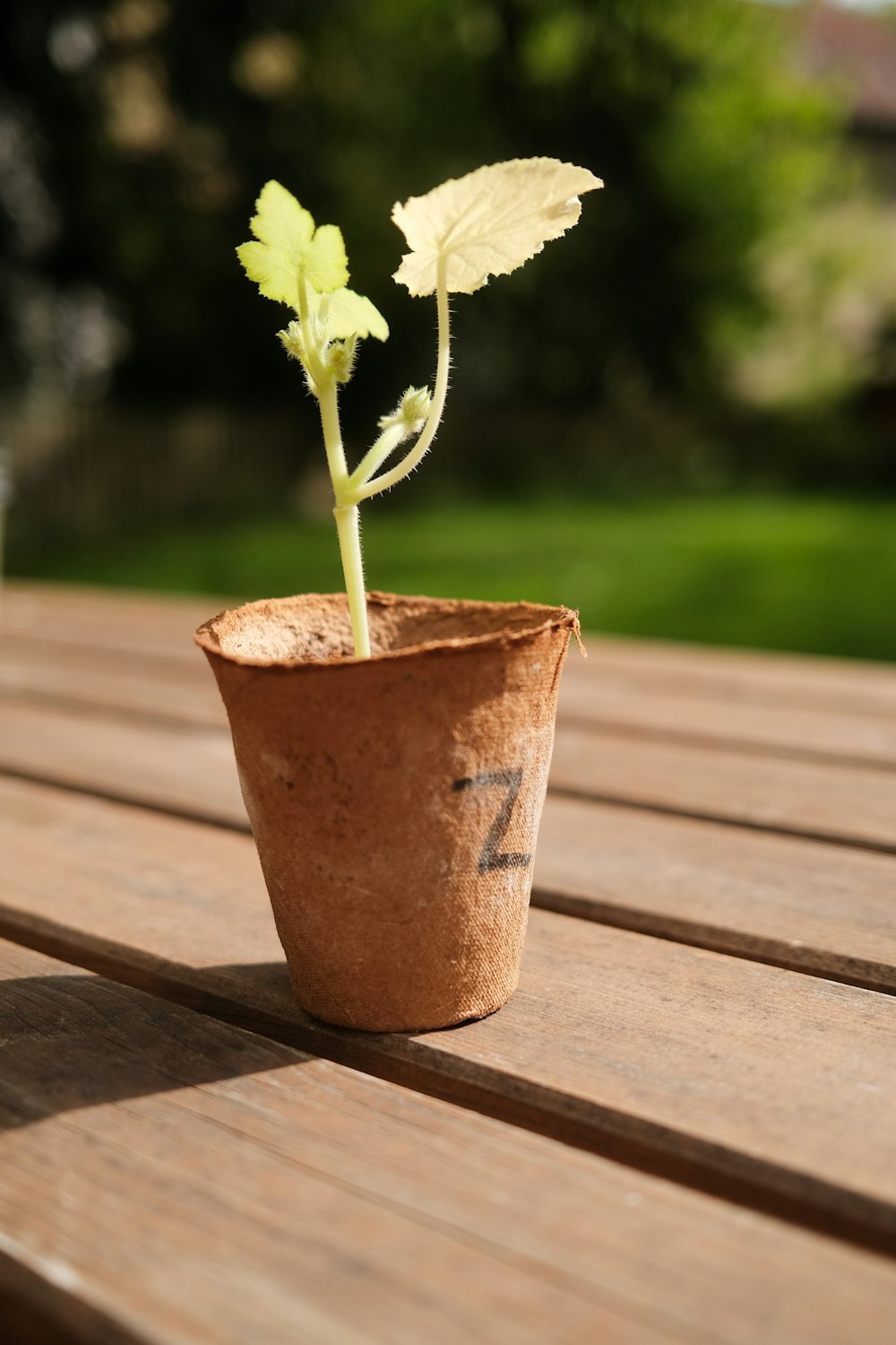 木のテーブルの上の鍋に小さな植物