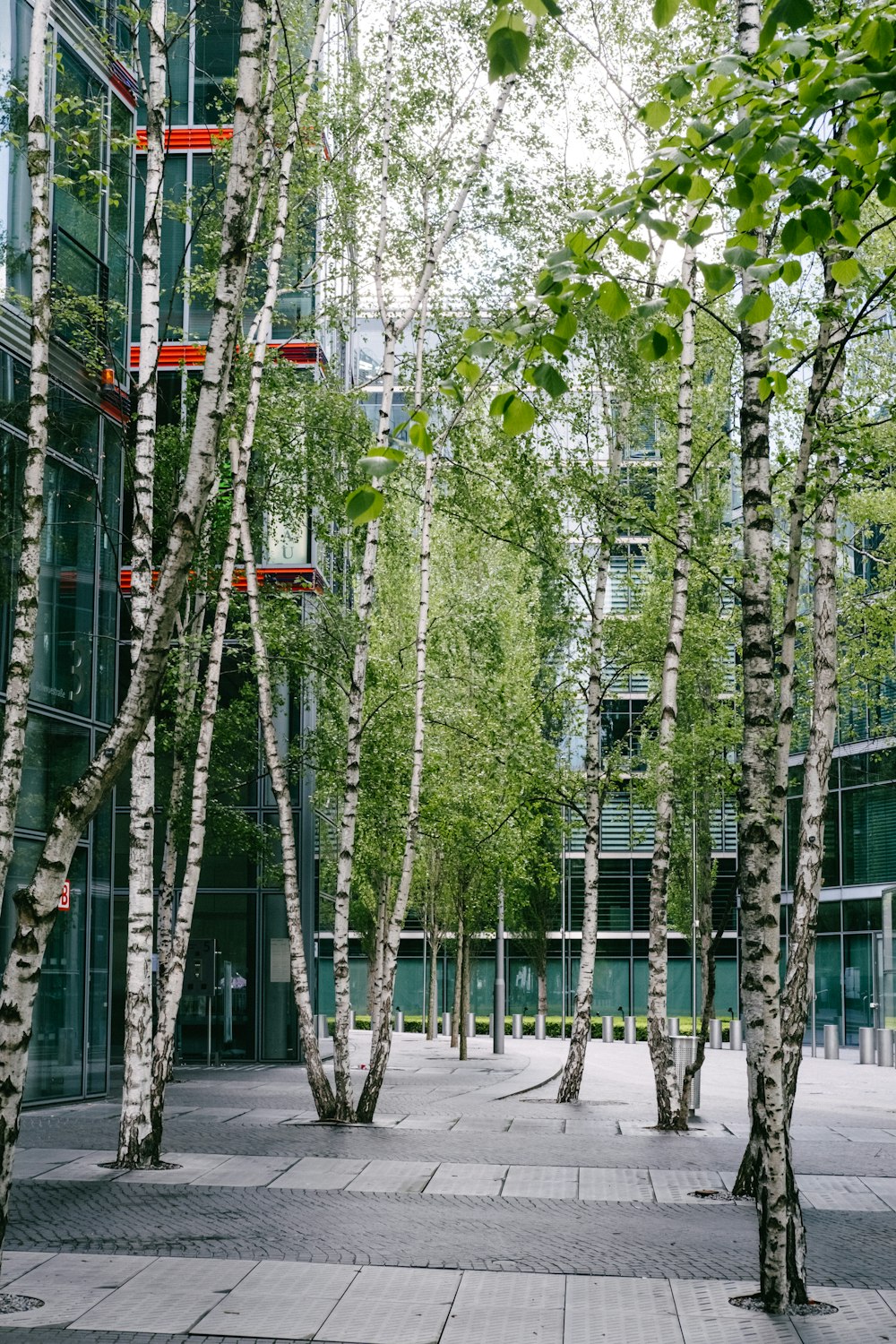 a group of trees that are standing in the dirt