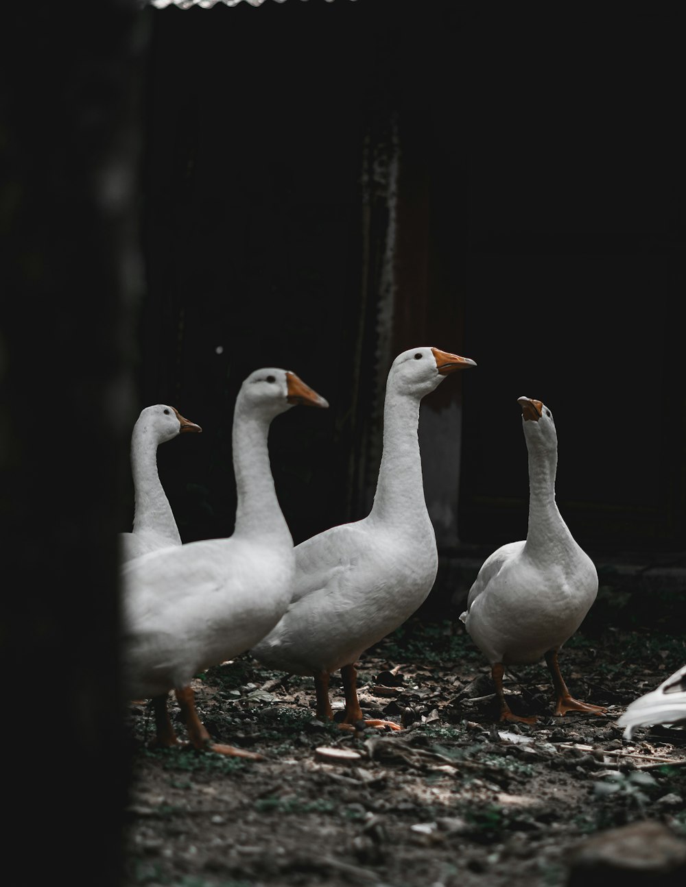 a group of white ducks standing next to each other