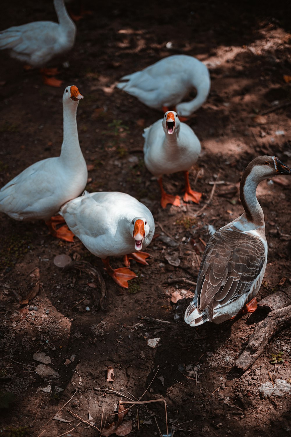 a flock of birds standing on top of a dirt field