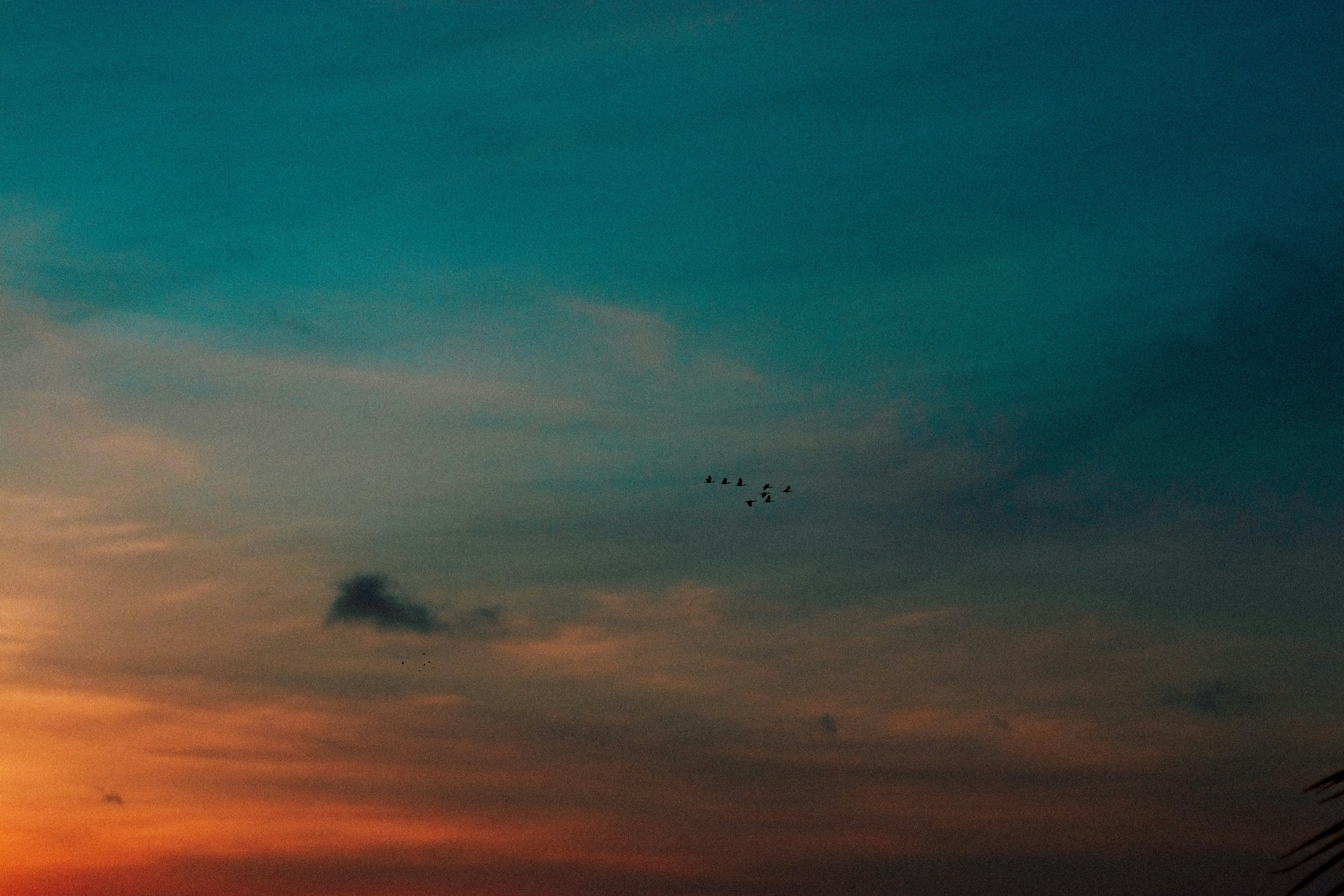 um grupo de pássaros voando no céu ao pôr do sol