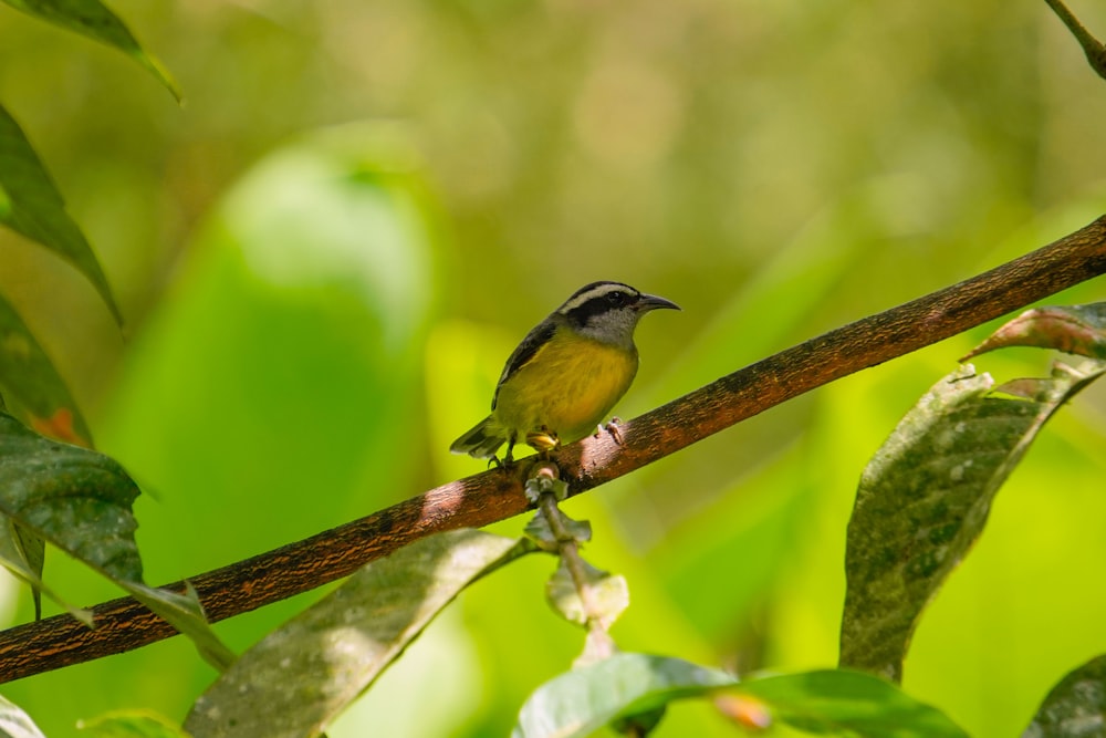 a small bird perched on a branch in a tree