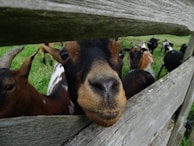 A rustic wooden fence enclosing a group of goats enjoying the open pasture.