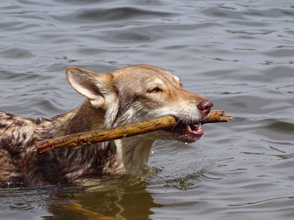 a dog in the water with a stick in its mouth