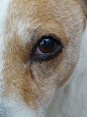 A close-up view of a dog's eye, capturing the detailed texture of its fur and the glossy reflection in the eye. The fur surrounding the eye is a blend of white and brown, with individual hairs visible.