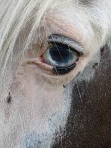 a close up of a horse with a blue eye