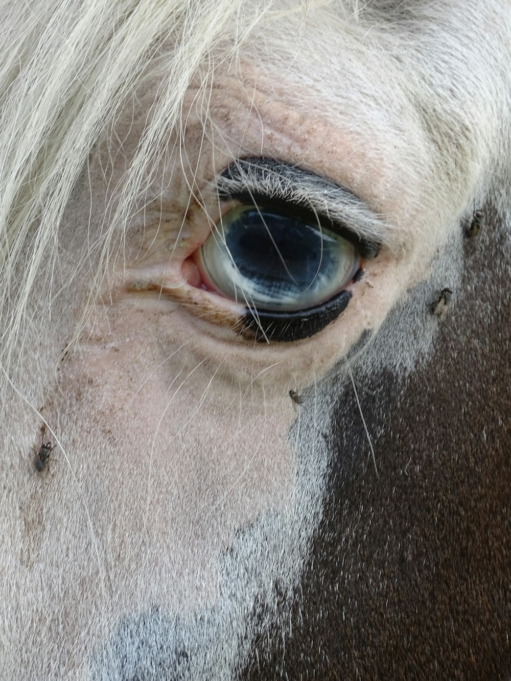 a close up of a horse with a blue eye