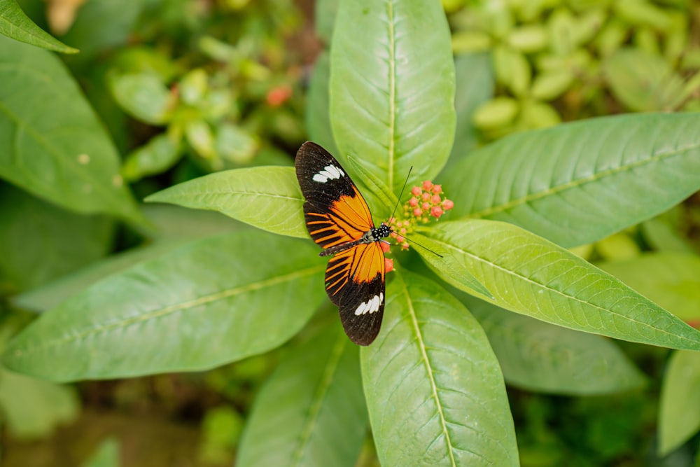 a butterfly sitting on top of a green leaf