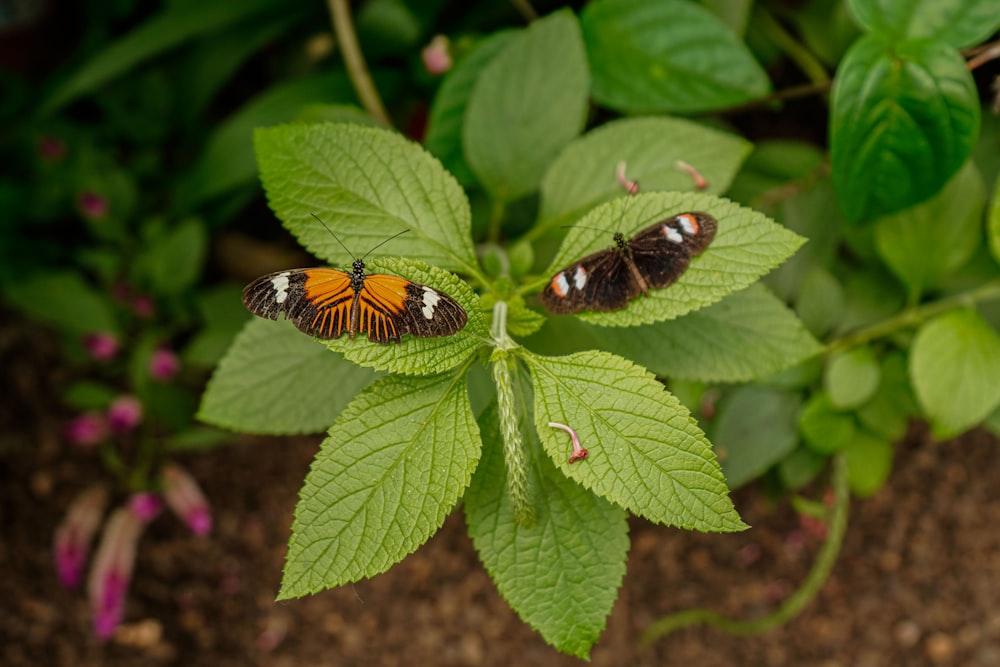a couple of butterflies sitting on top of a green leaf