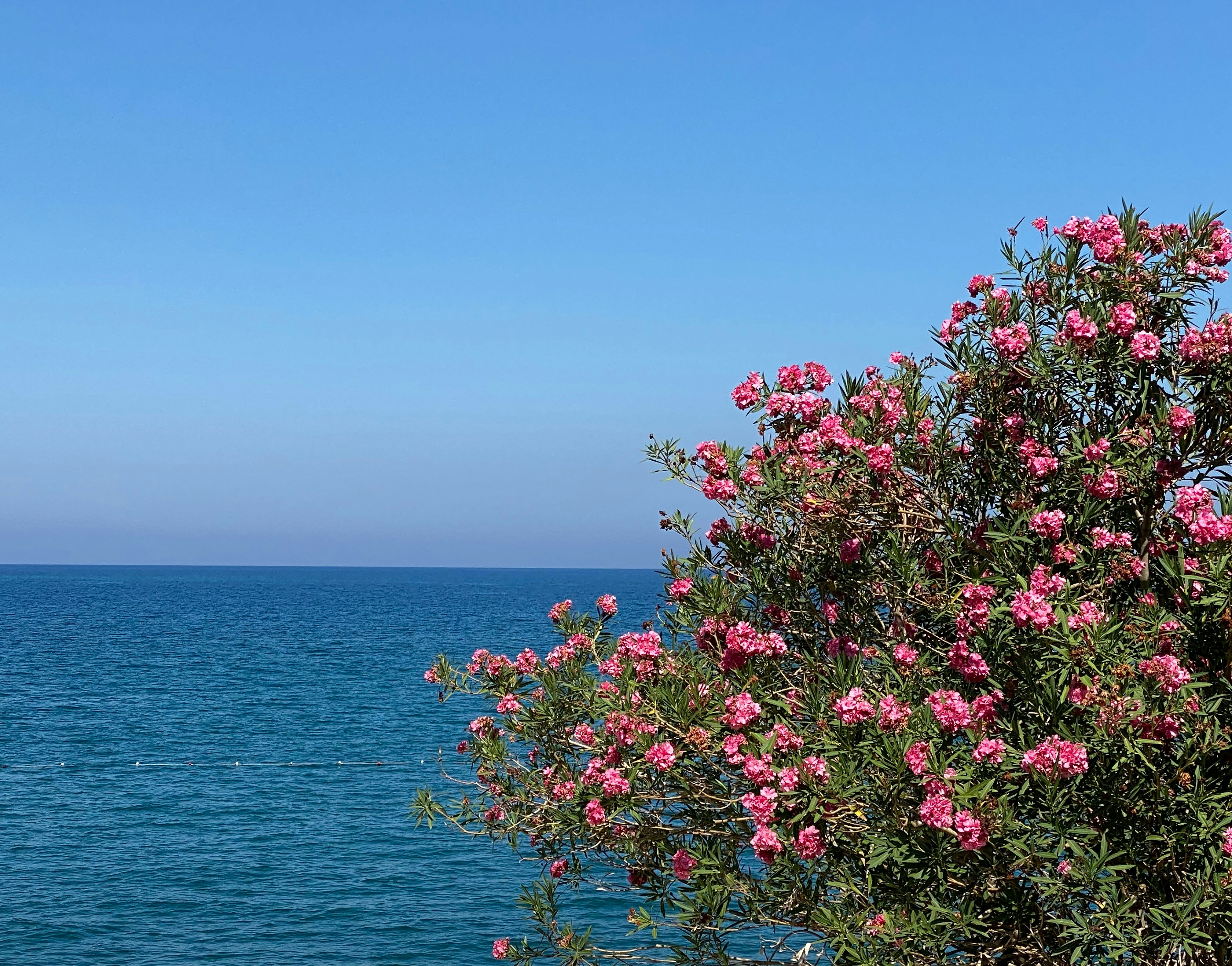A neon grid landscape with a sunset, synthwave style