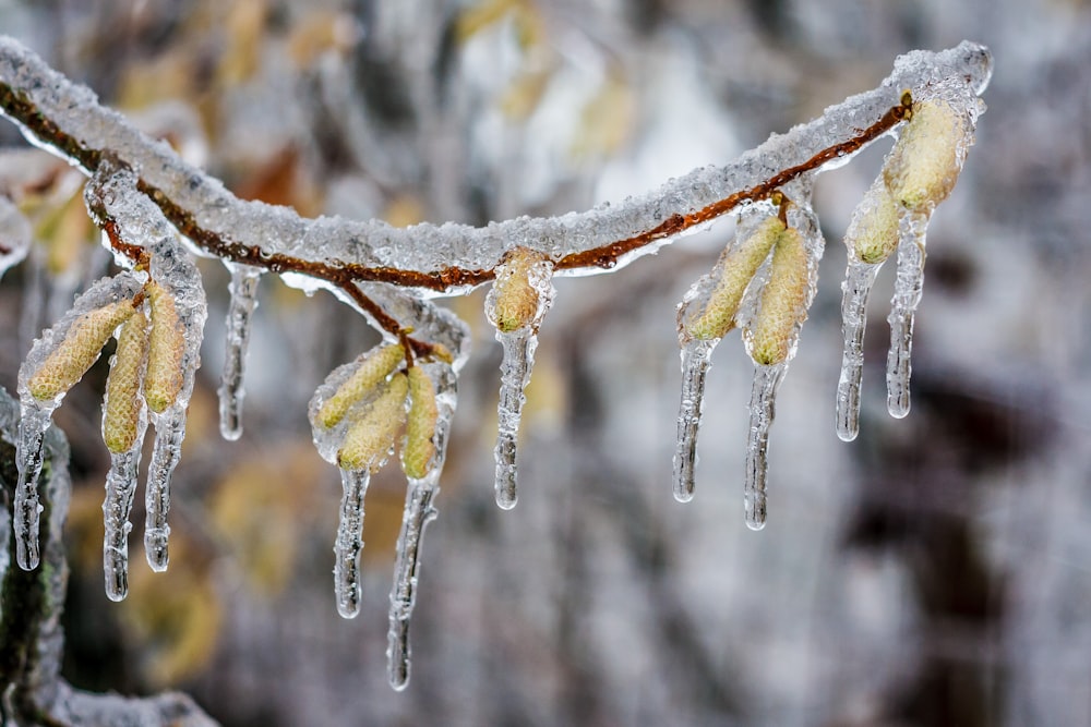 icicles hanging from a tree branch on a snowy day