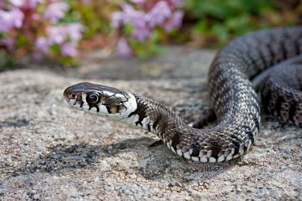 a close up of a snake on a rock