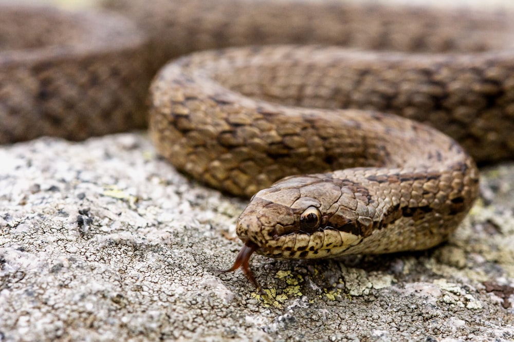 a close up of a snake on a rock