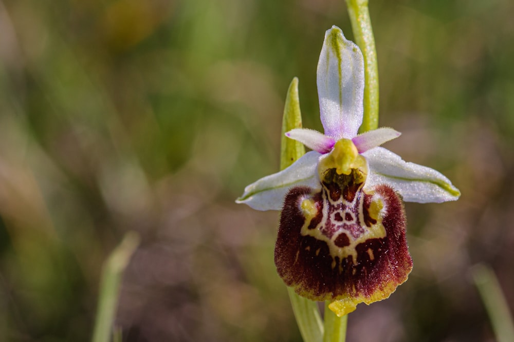 a close up of a flower with a blurry background