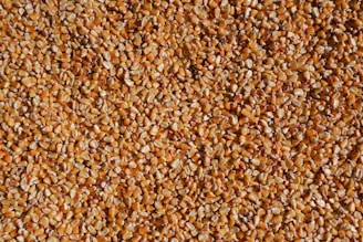 a close up of a bunch of grain