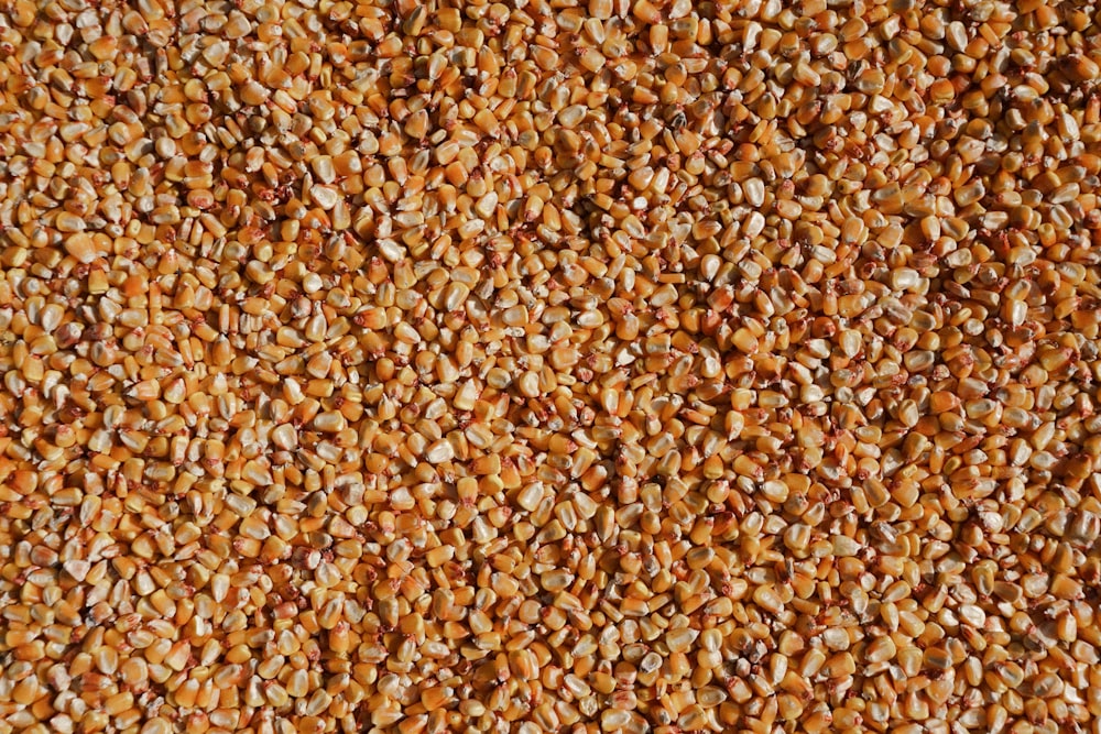 a close up of a bunch of grain