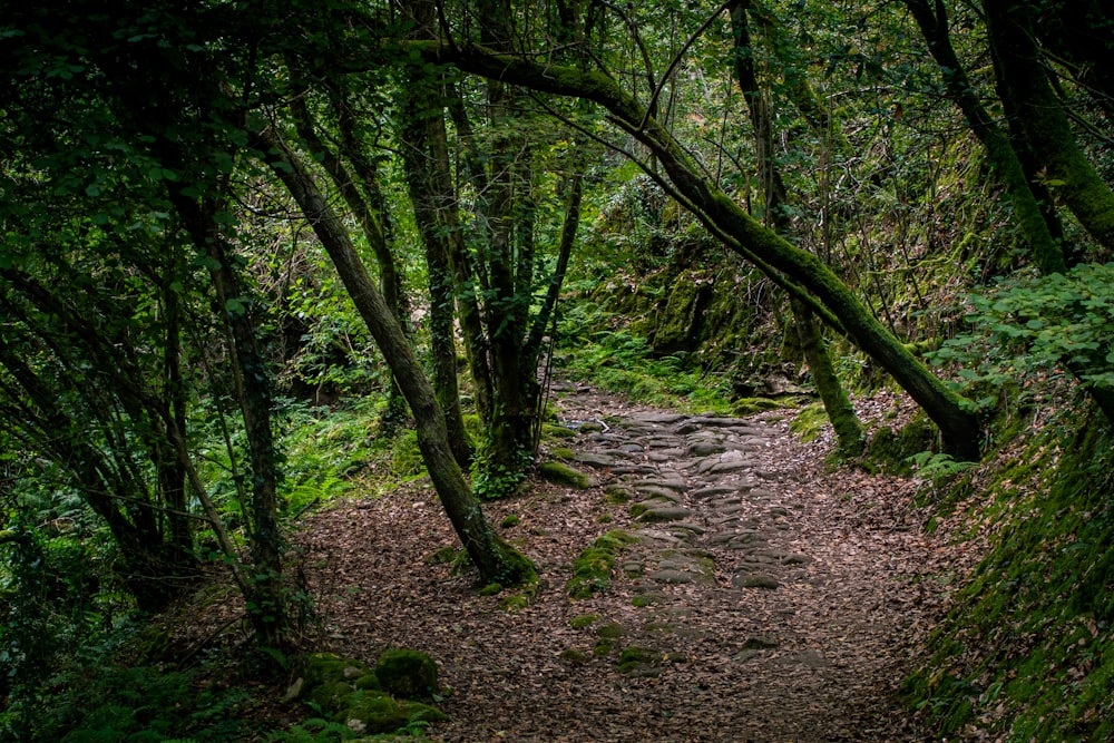 a path in the middle of a lush green forest