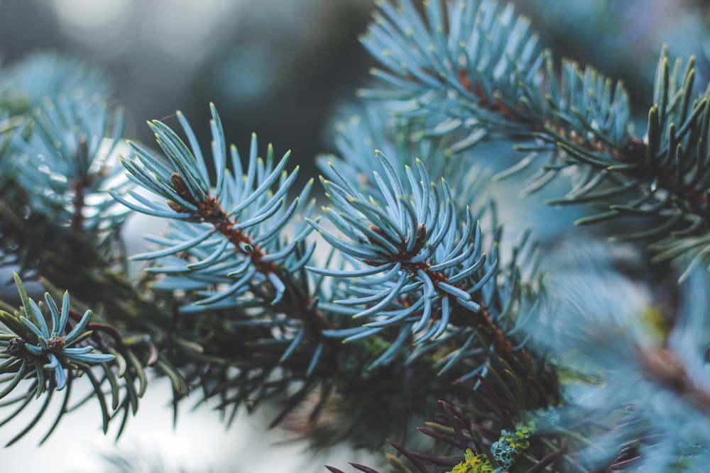 a close up of a branch of a pine tree